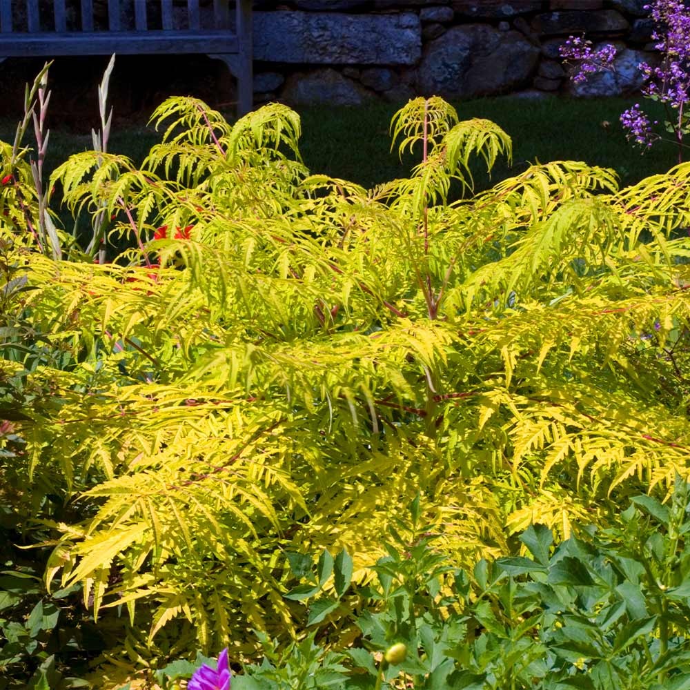 Tiger Eyes® Sumac Shrub