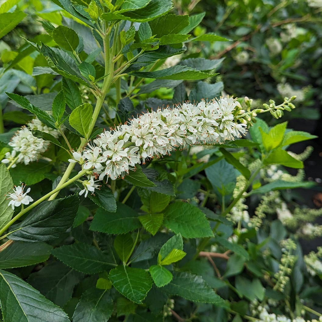 Proven Winners® Ripple EffectTM Summersweet Clethra Shrub