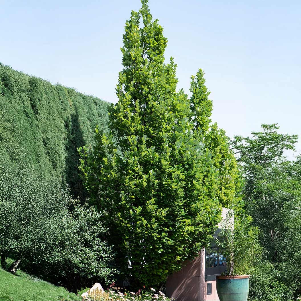 Scarlet LetterTM Oak Tree