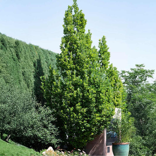 Scarlet LetterTM Oak Tree