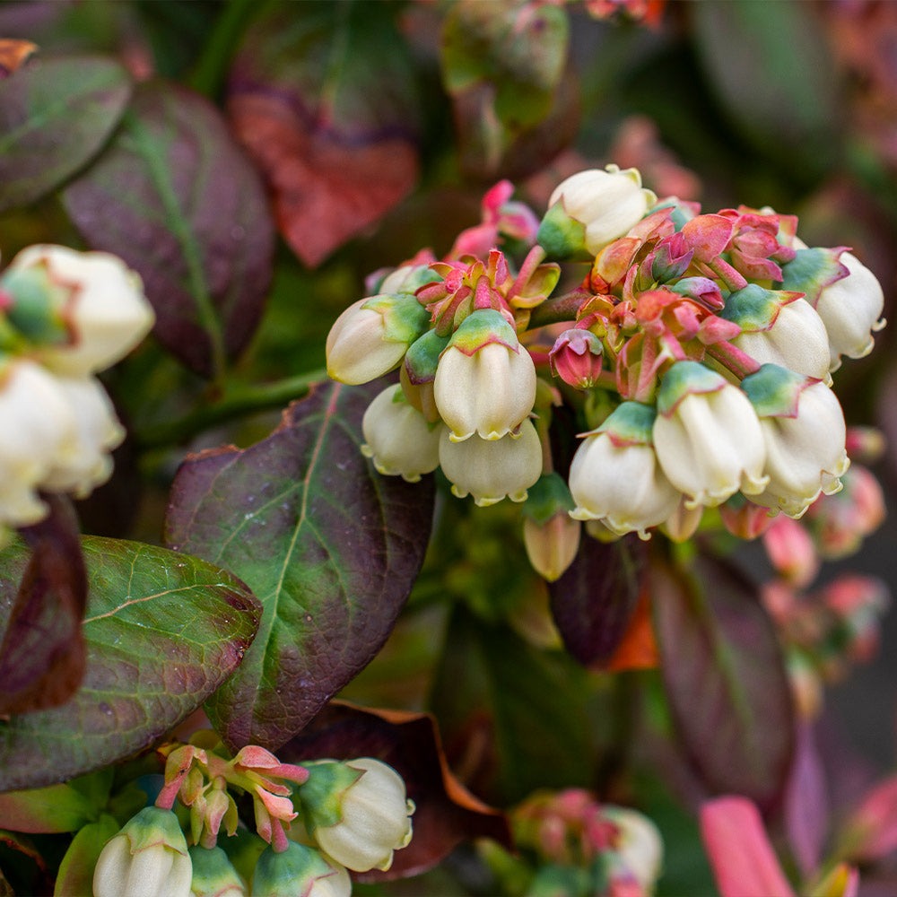 Bushel and Berry® Peach SorbetTM Blueberry Bush
