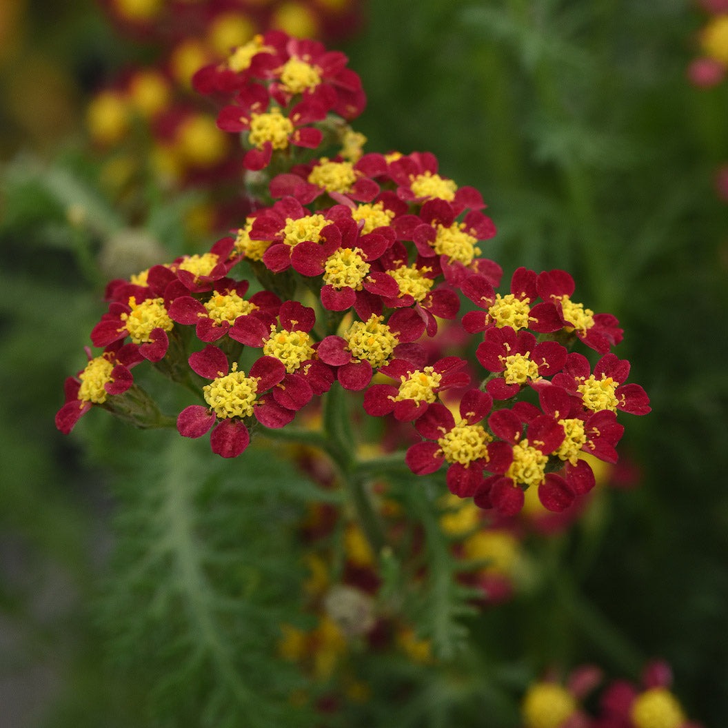 Milly RockTM Red Yarrow Plant