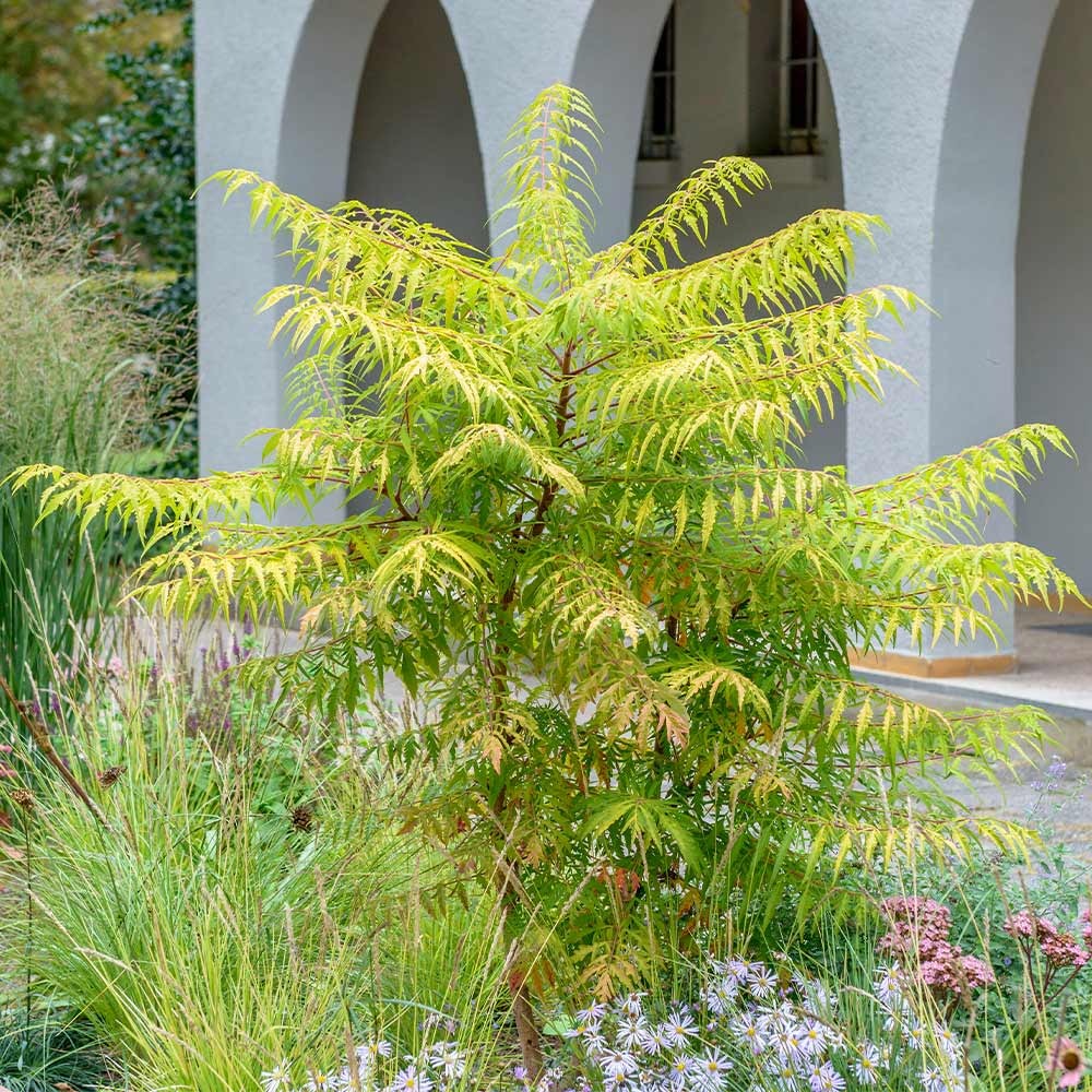 Tiger Eyes® Sumac Shrub