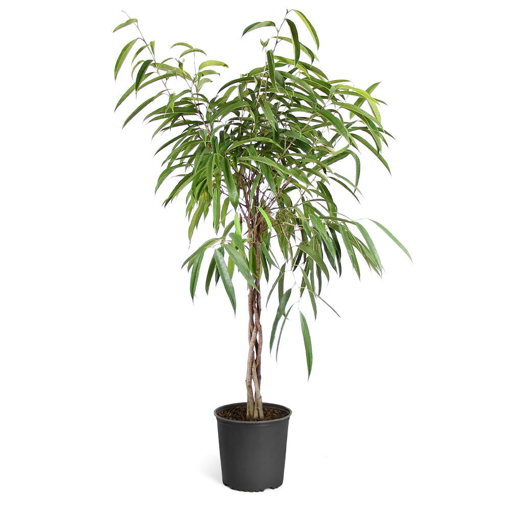 Ficus Alii Braid Plant