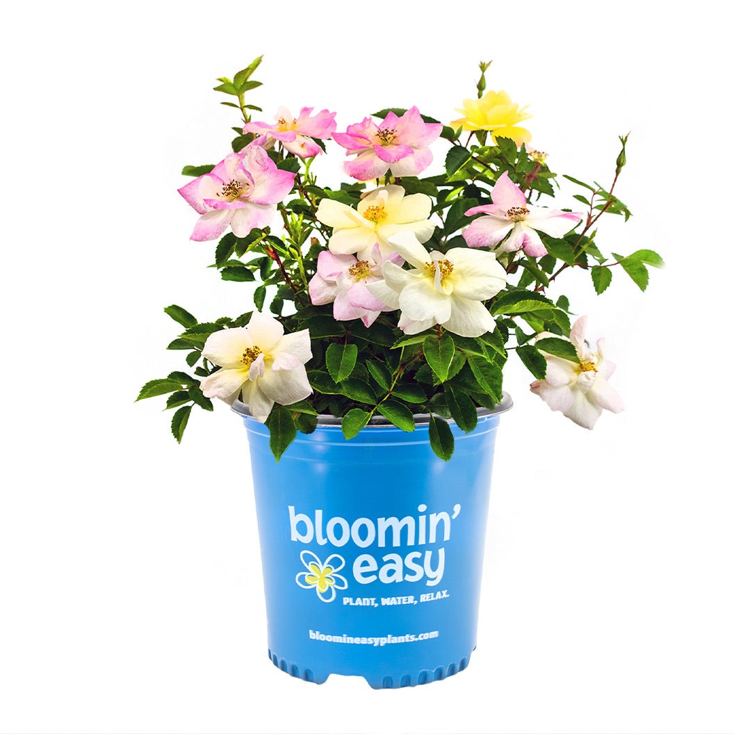 Peach Lemonade® Rose Bush