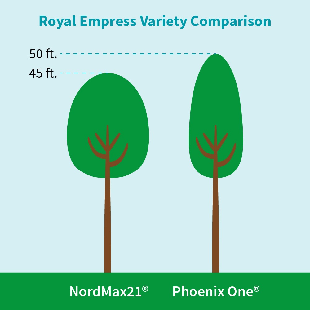 NordMax21® Royal Empress Tree Florida