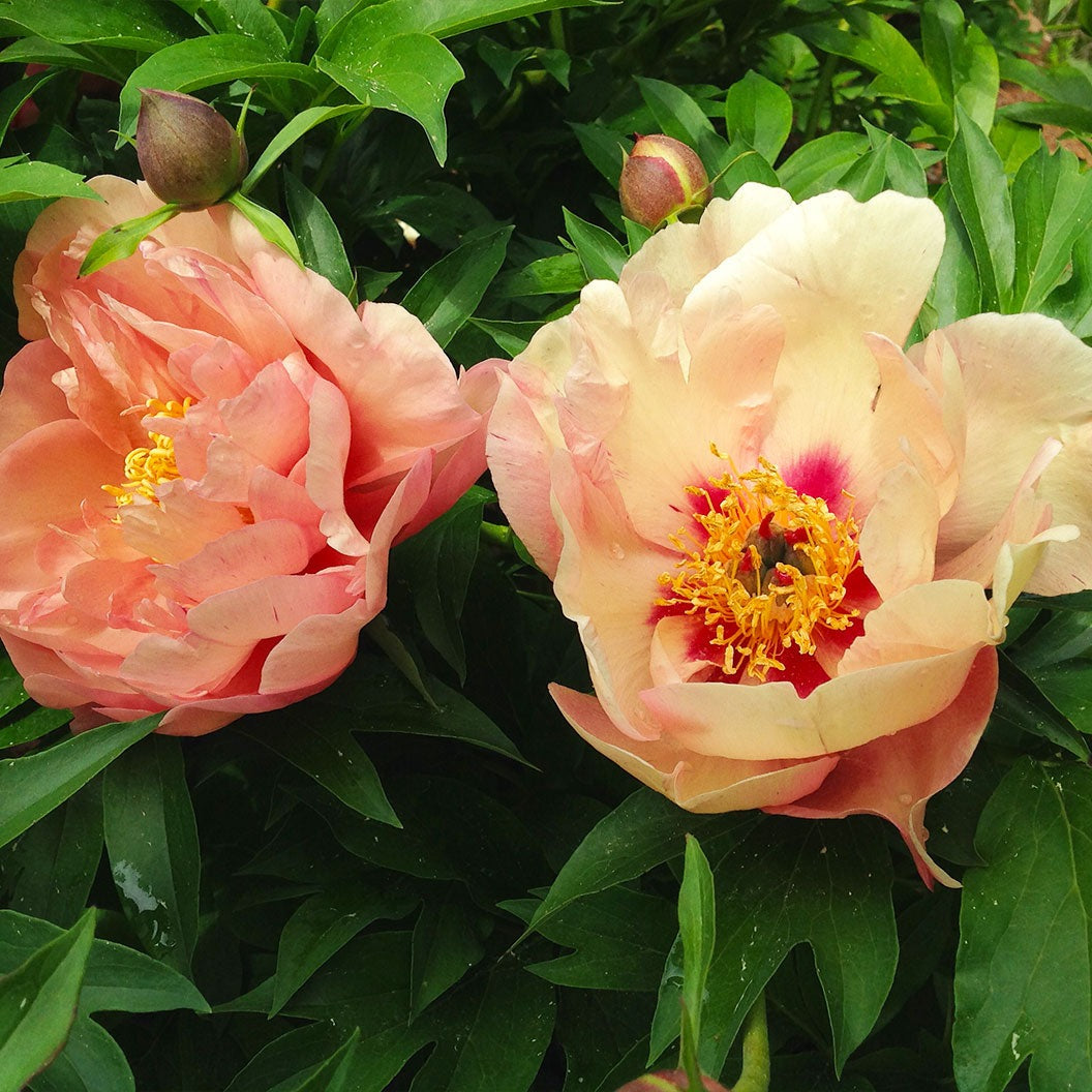 Garden Candy® Summer SunsetTM Itoh Peony Plant