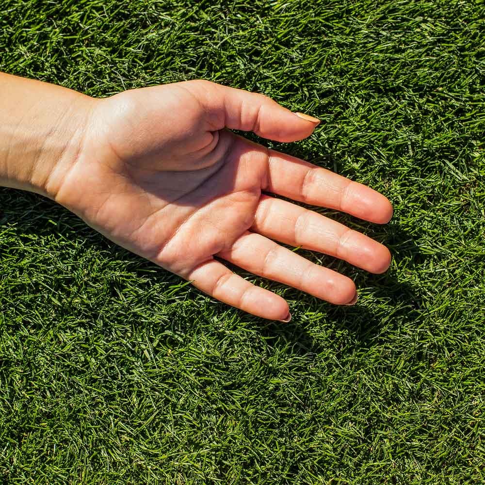 TurboTurfTM Bermudagrass Seed