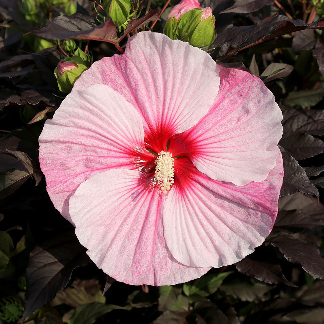 'Starry Starry Night' Hibiscus