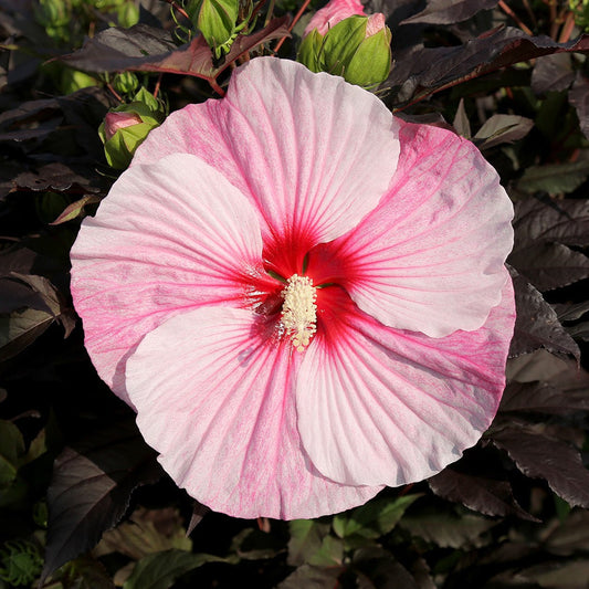 'Starry Starry Night' Hibiscus