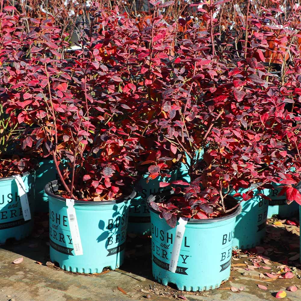 Bushel and Berry® Pink Icing® Blueberry Bush