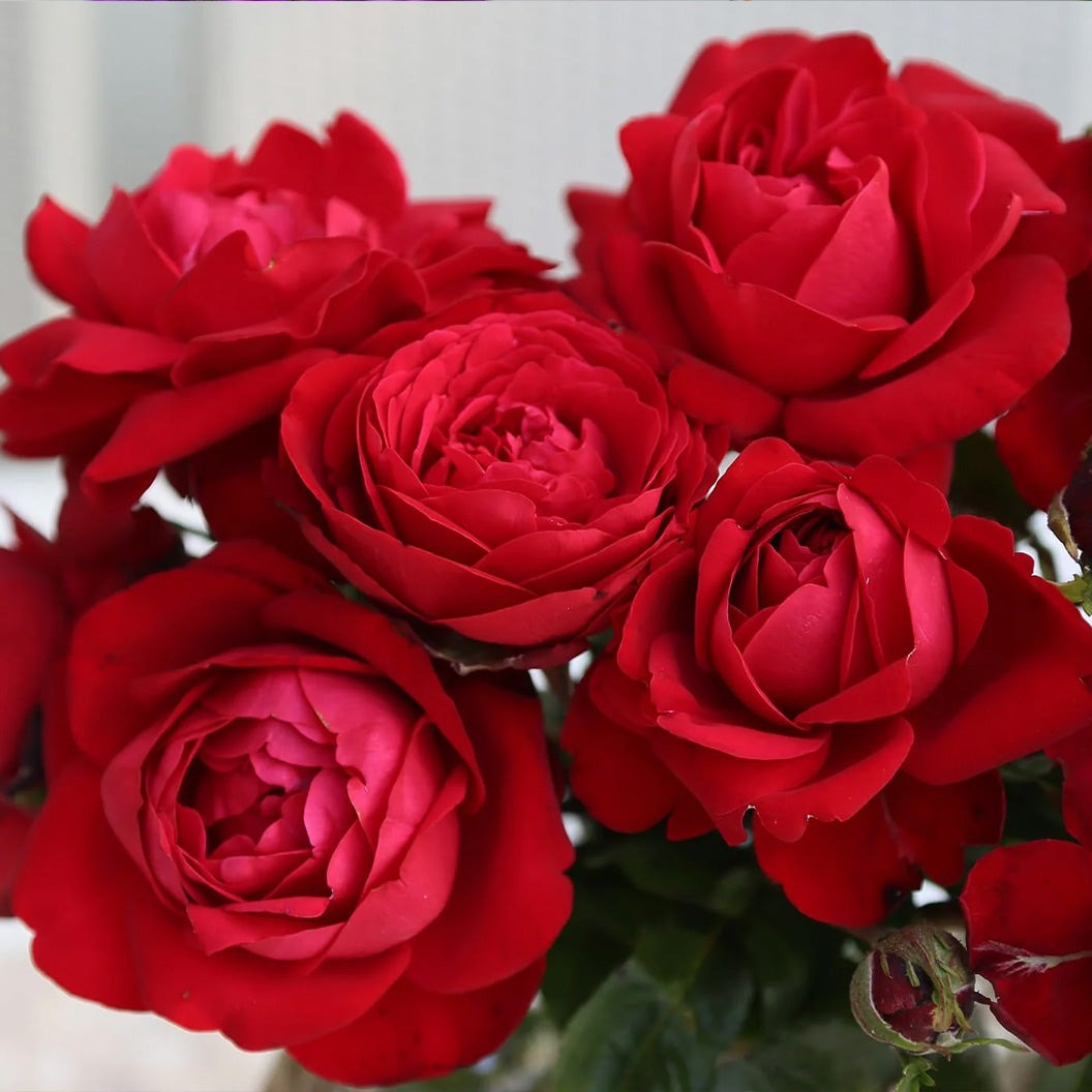 TiamoTM Rose Shrub