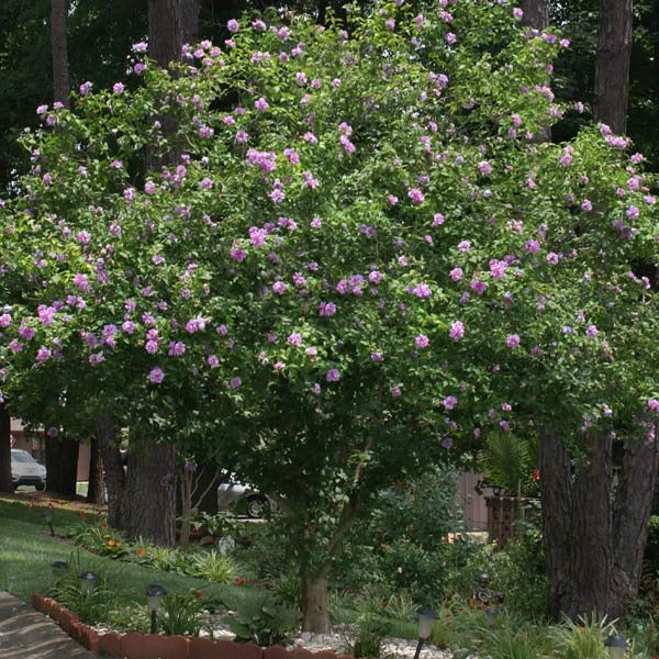 Lavender Rose of Sharon Althea Tree