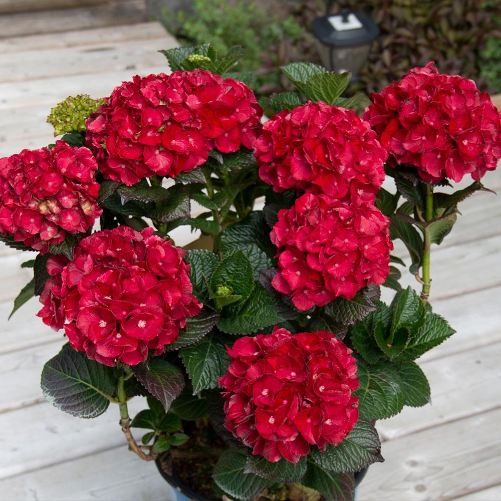Cherry-Go-RoundTM Hydrangea Shrub
