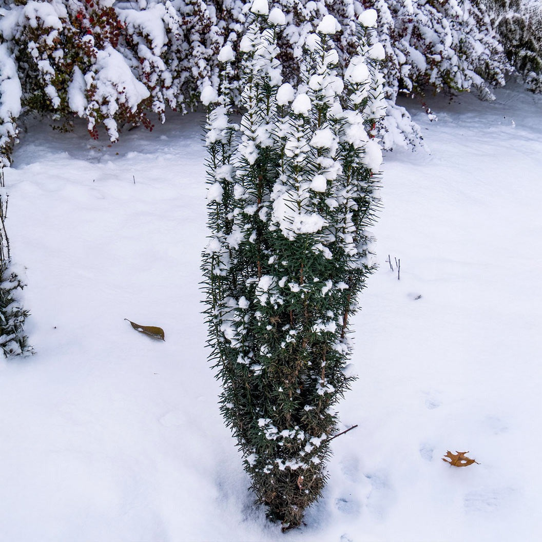 Proven Winners® Stonehenge Skinny® Yew Shrub