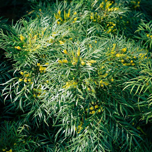 Soft Caress Mahonia Shrub