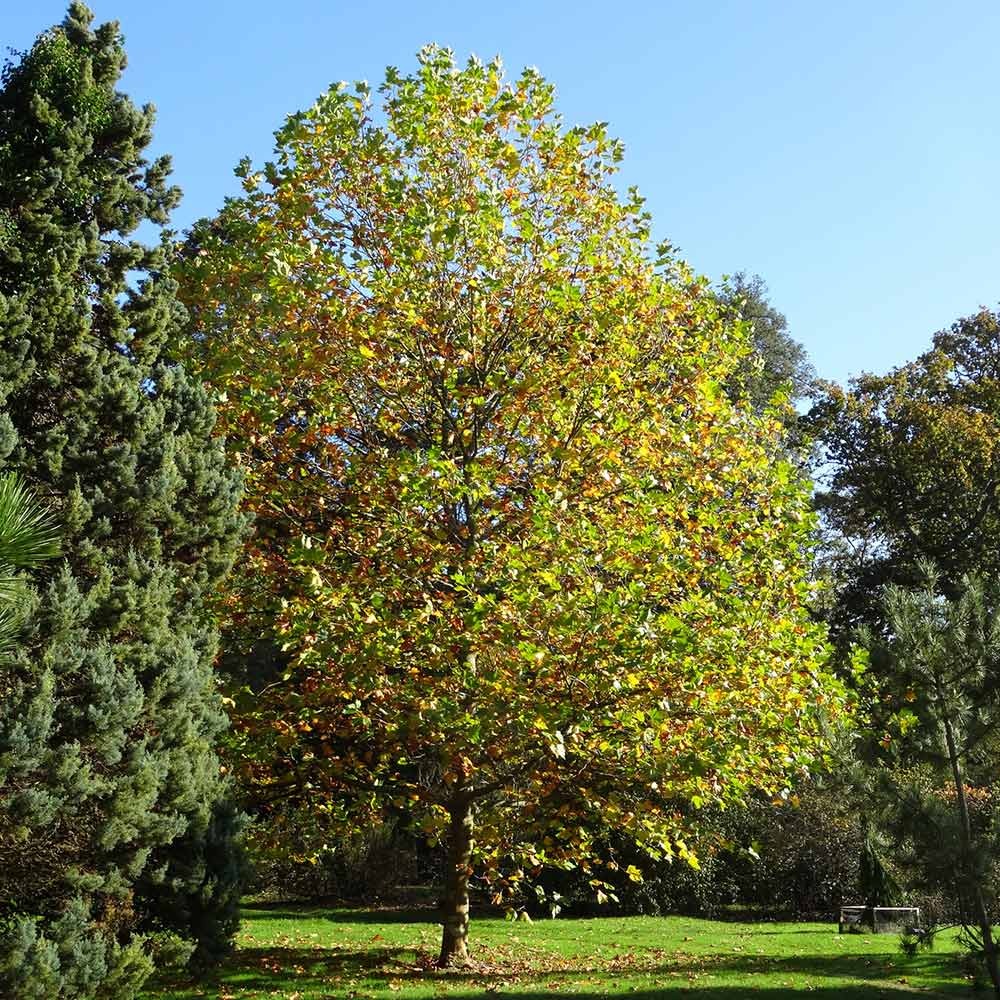 EXCLAMATION!TM London Planetree