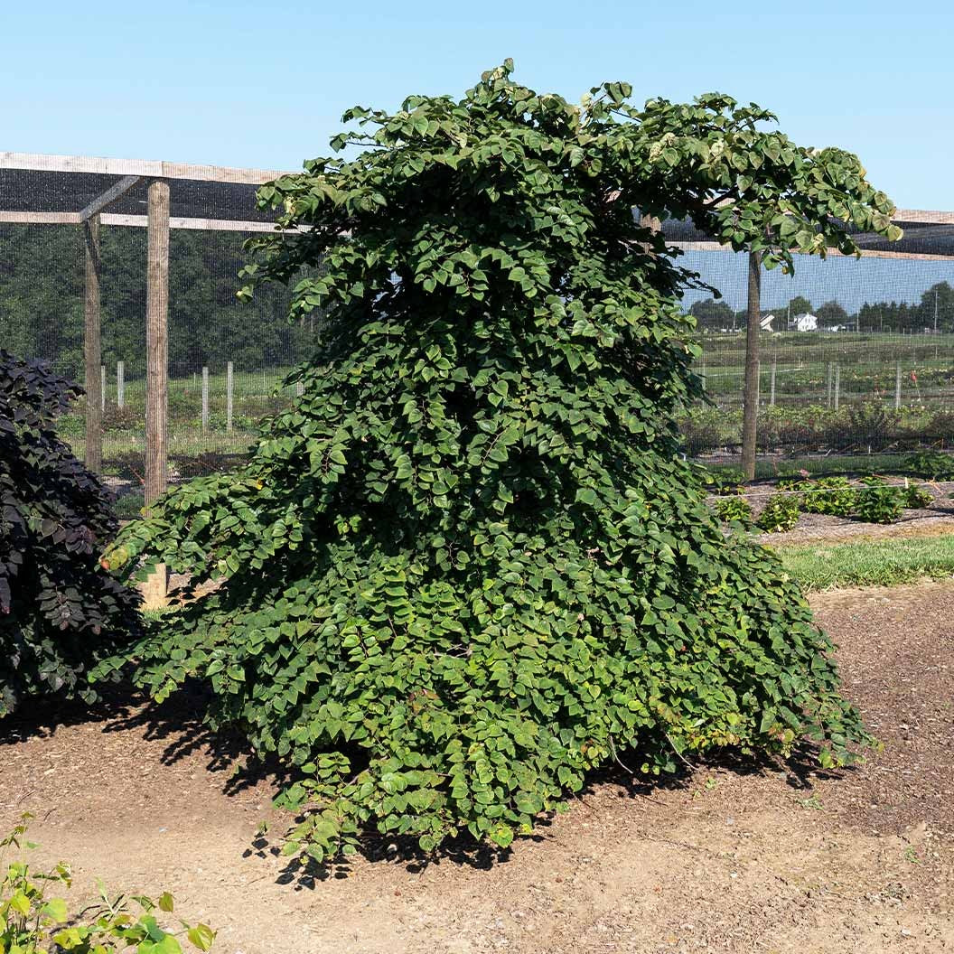 Garden Gems Emerald Falls Redbud Tree