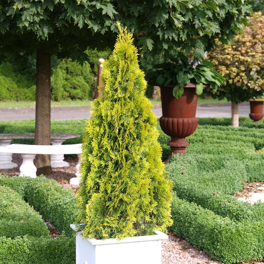 Southern Living® HighlightsTM Arborvitae Thuja