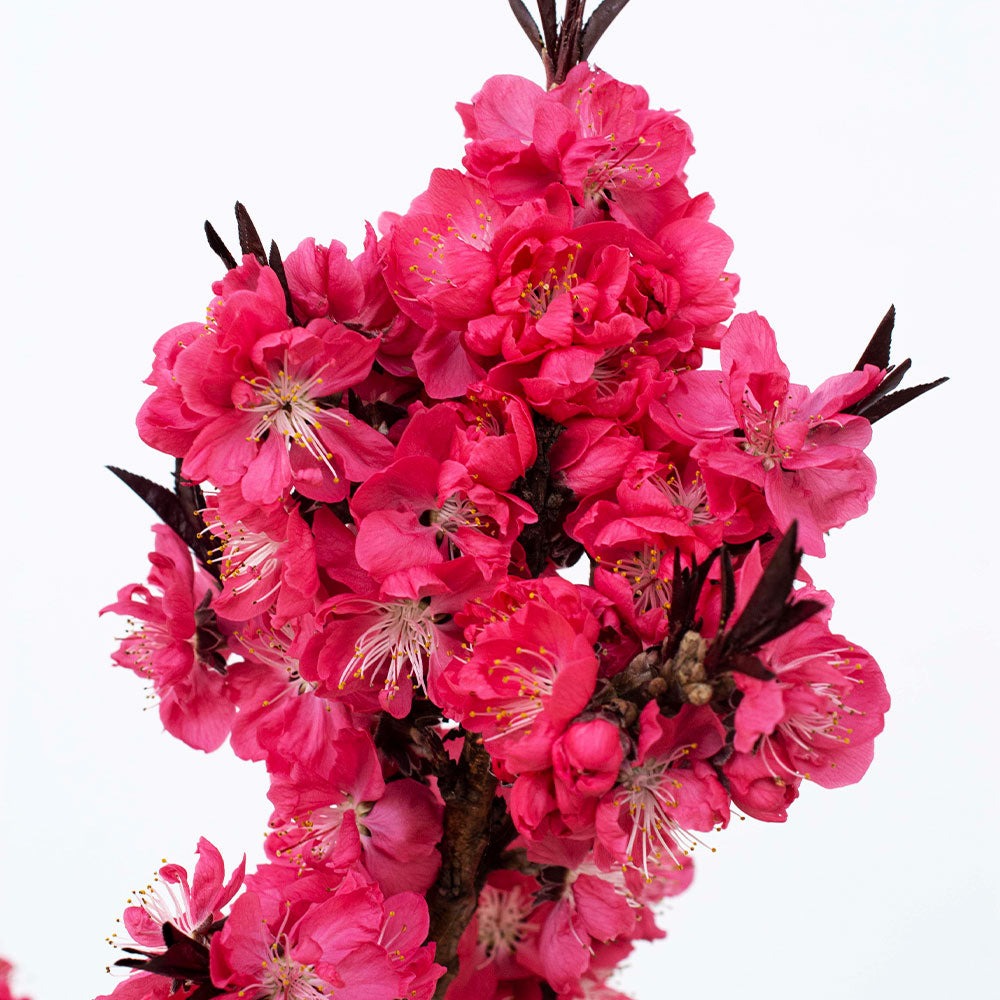 Ruby RuffleTM Patio Peach Tree