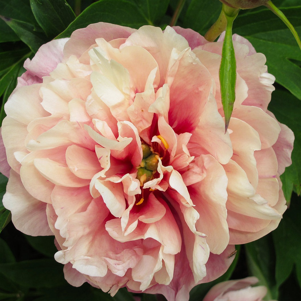 Garden Candy® Double Bubble PinkTM Itoh Peony Plant
