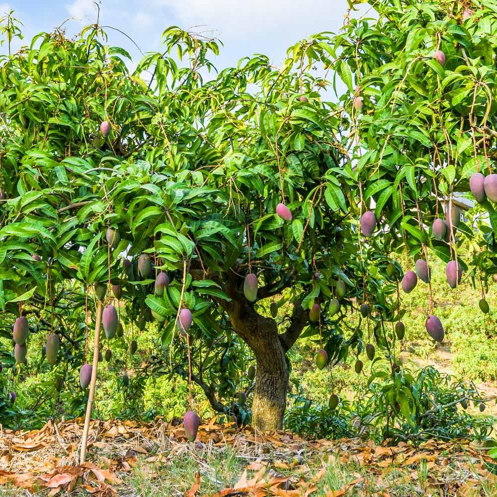 Glenn Mango Tree