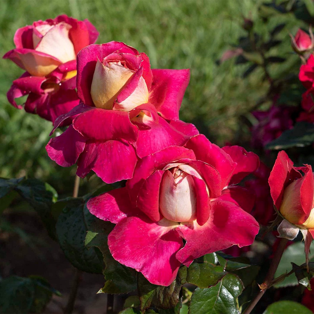 Bloomables® Cherries & ChampagneTM Rose