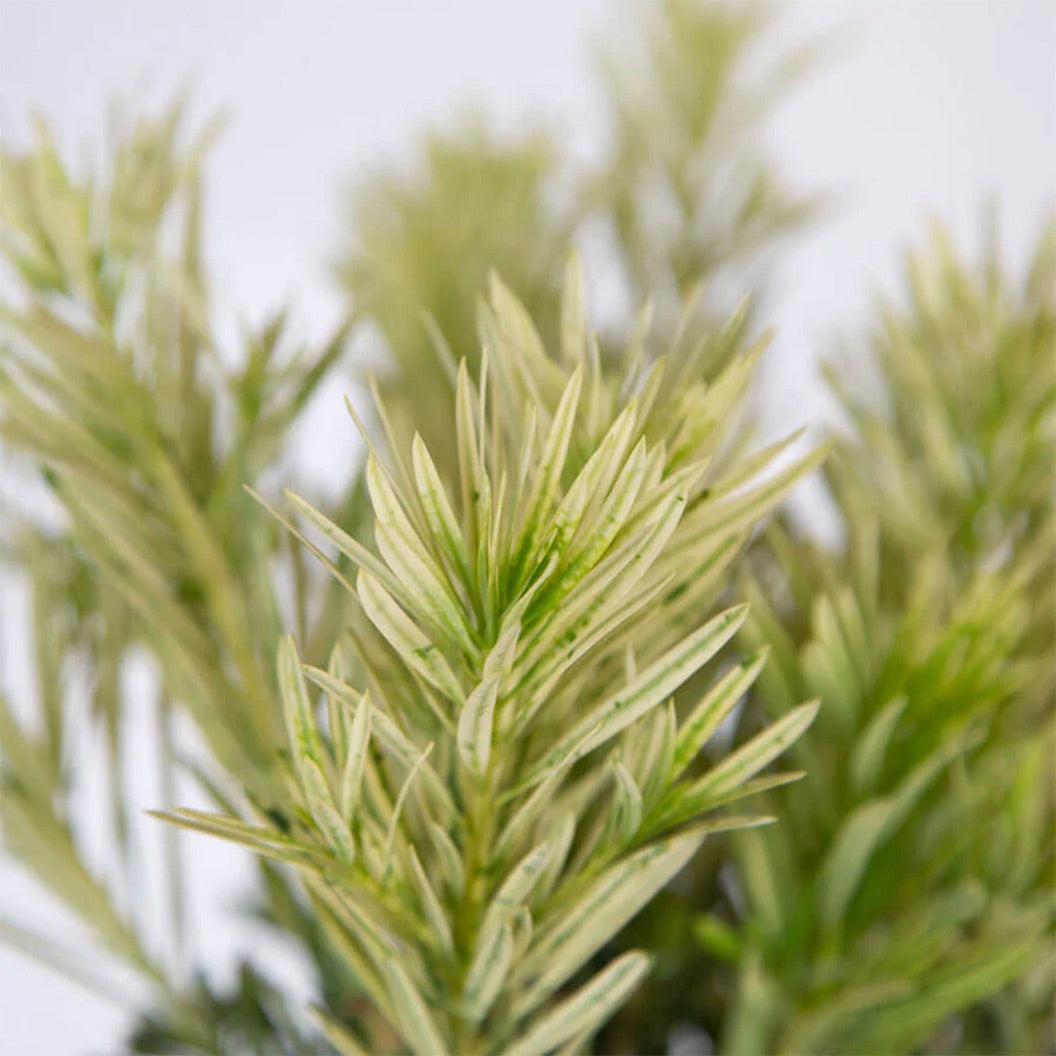 Southern Living® Roman Candle® Podocarpus Shrub