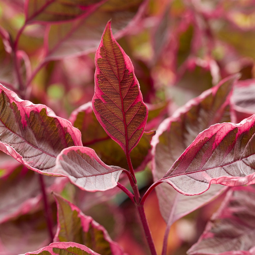 Proven Winners® Sgt. PepperTM Dogwood Bush