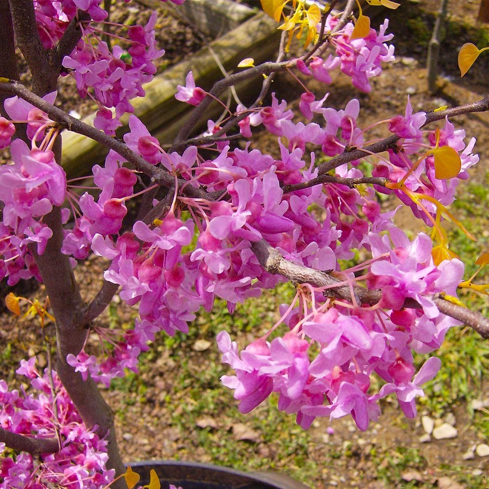 The Rising SunTM Eastern Redbud Tree