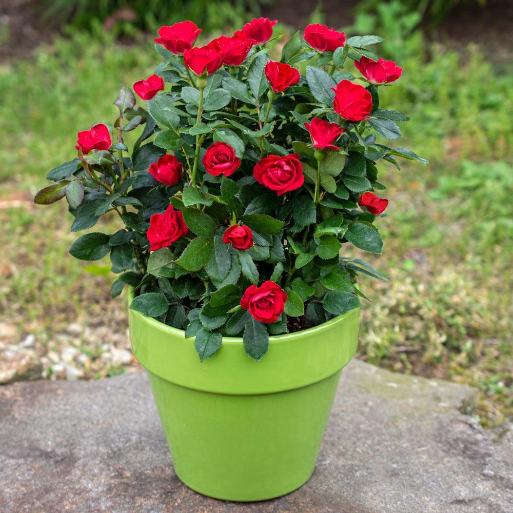 Rose Bushes