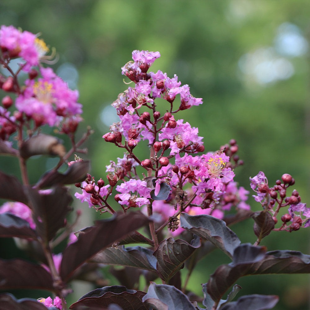 ThunderstruckTM Lavender BlastTM Crape Myrtle Tree
