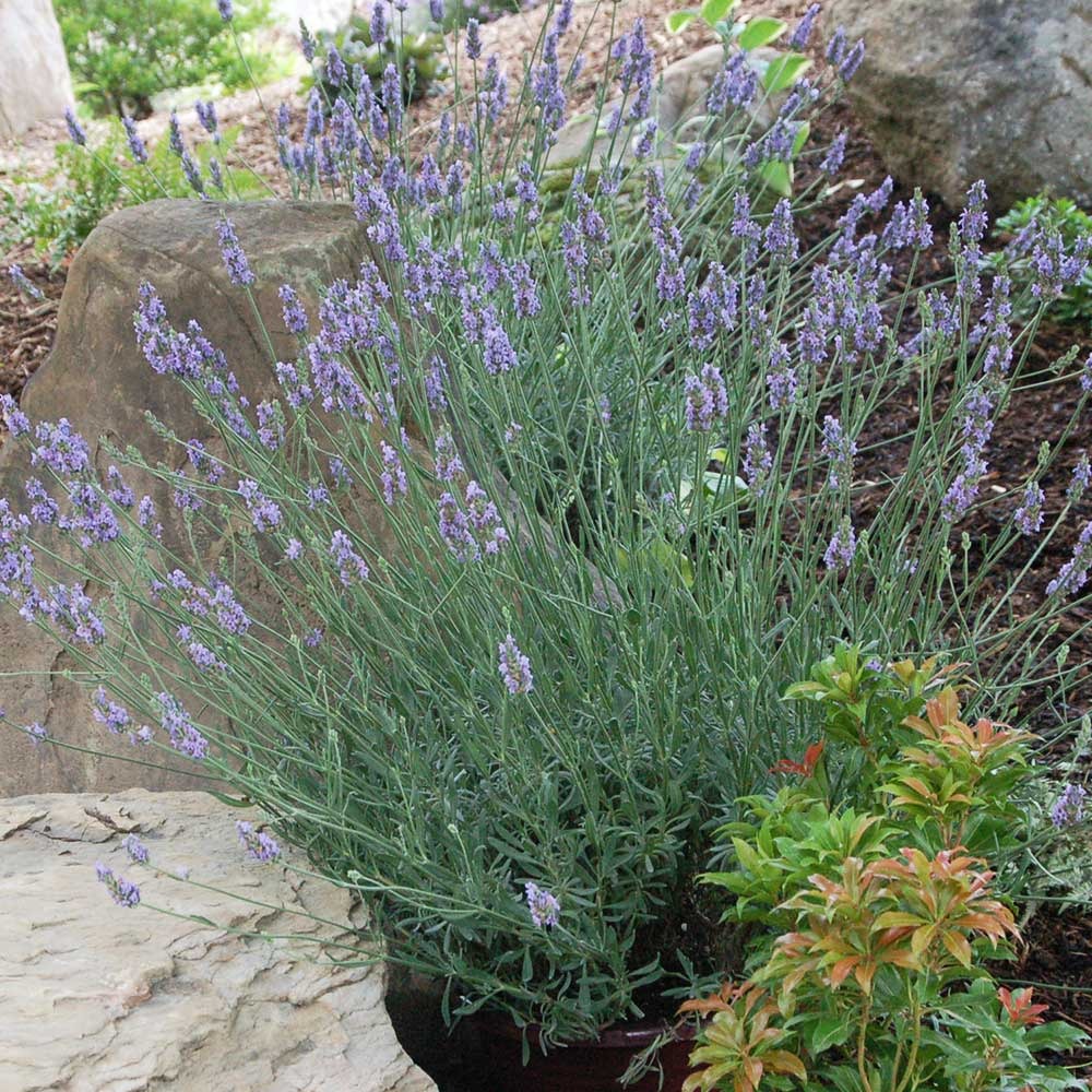 SensationalTM Lavender Plant