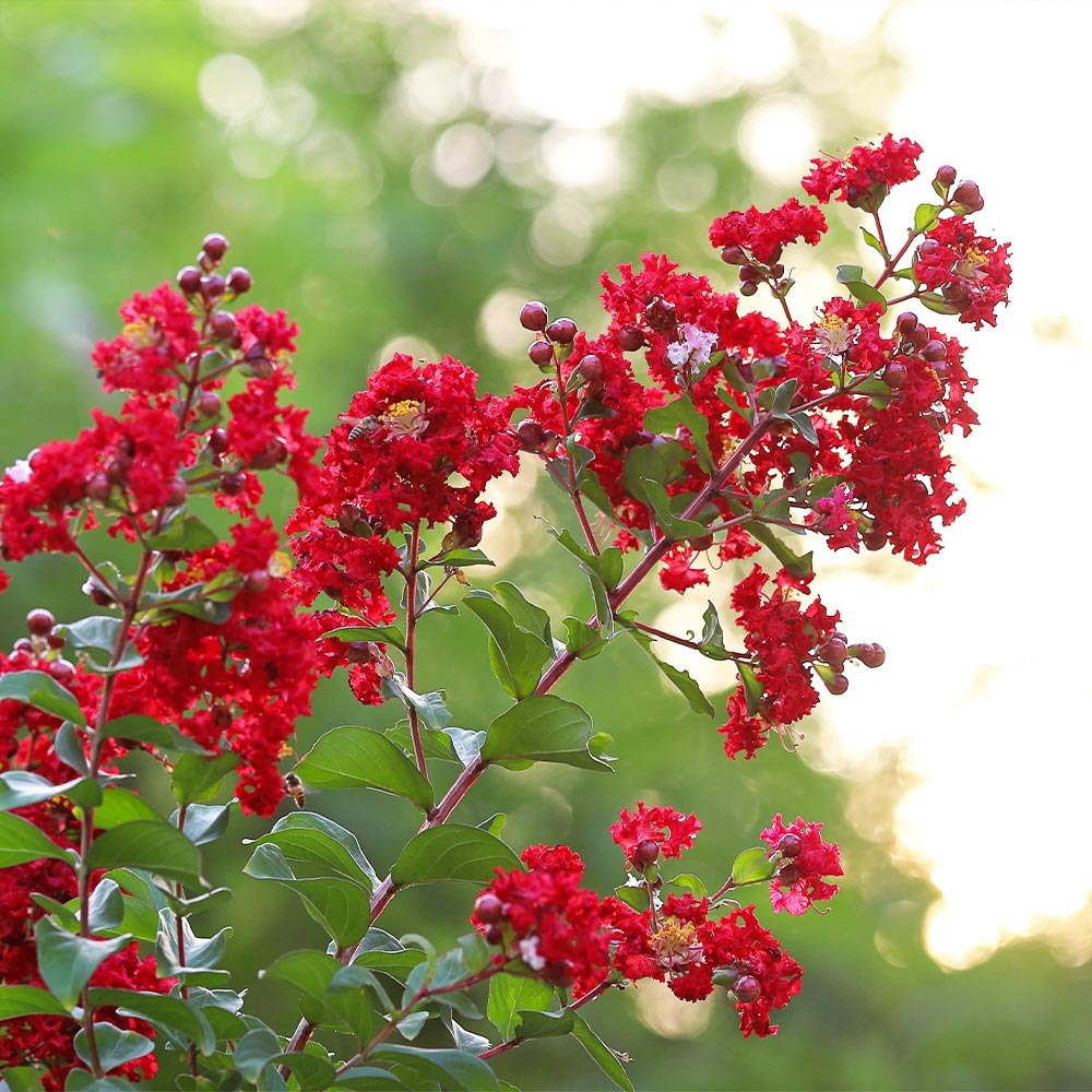 Southern Living® ColoramaTM Scarlet Crape Myrtle Tree