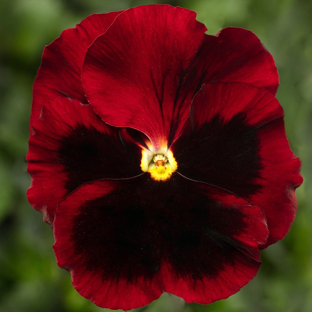DeltaTM Pro Red with Blotch Pansy Plant