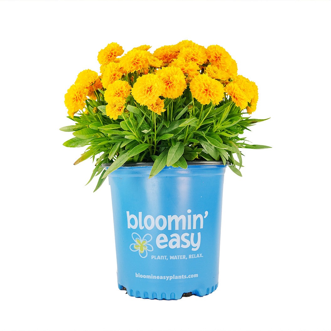 SolannaTM Golden Sphere Coreopsis Plant