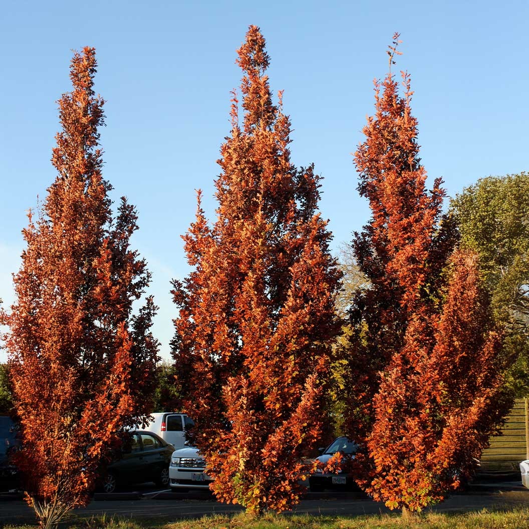 Crimson SpireTM Oak Tree