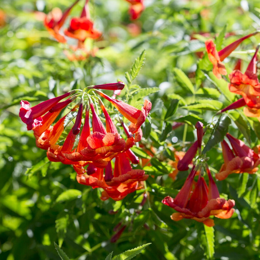 Bells of FireTM Tecoma Plant