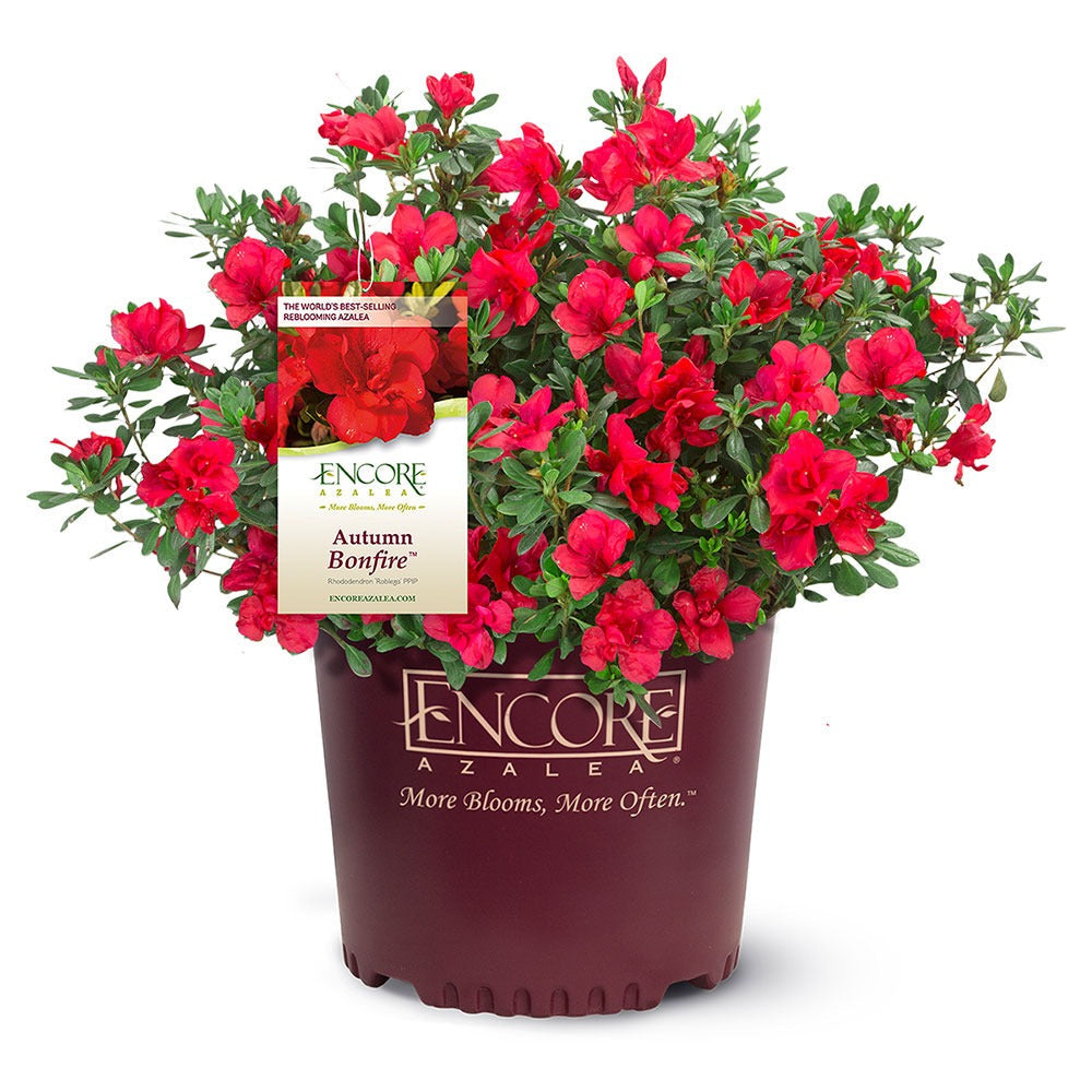 Autumn Bonfire® Encore® Azalea Shrub
