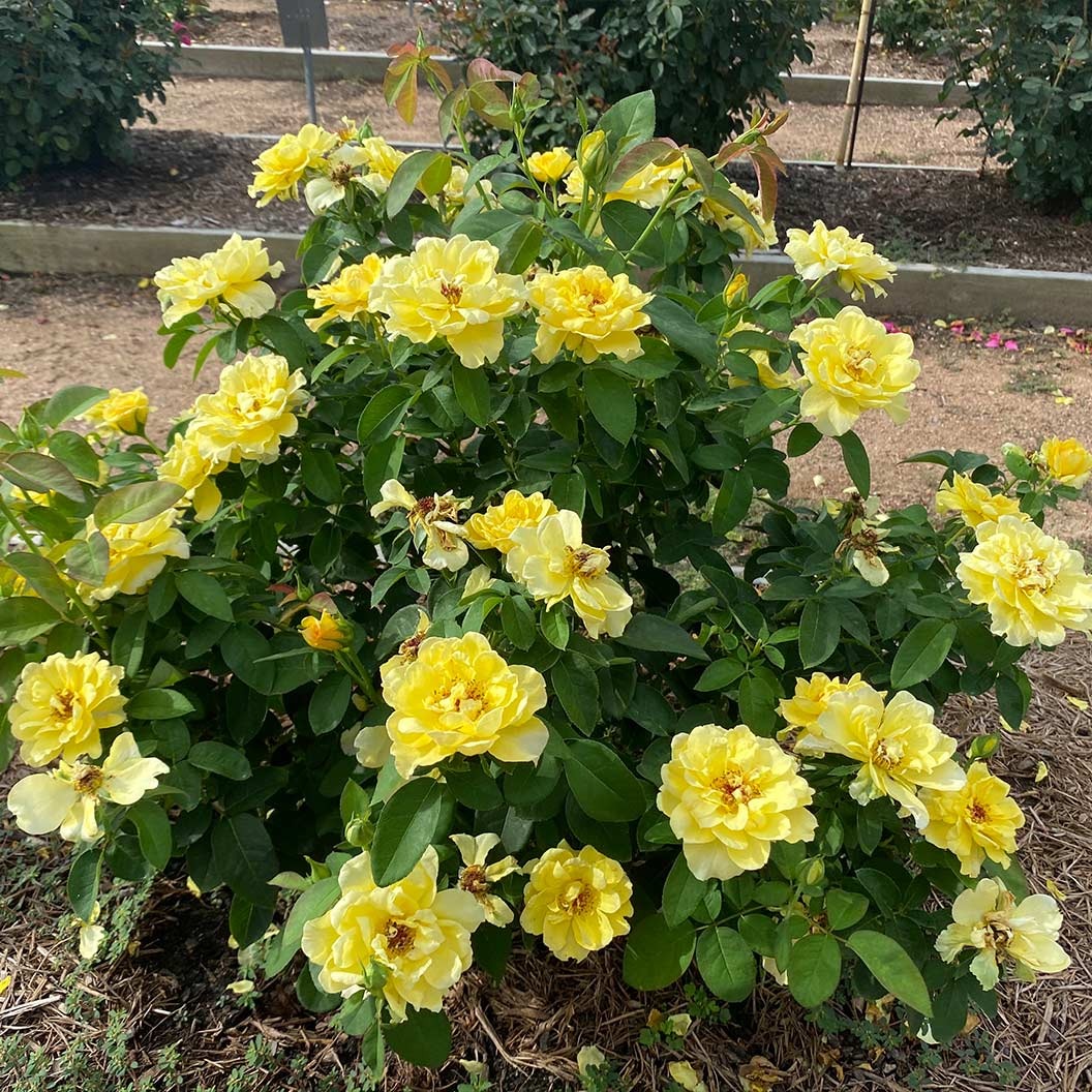 Bee HeavenTM Rose Shrub