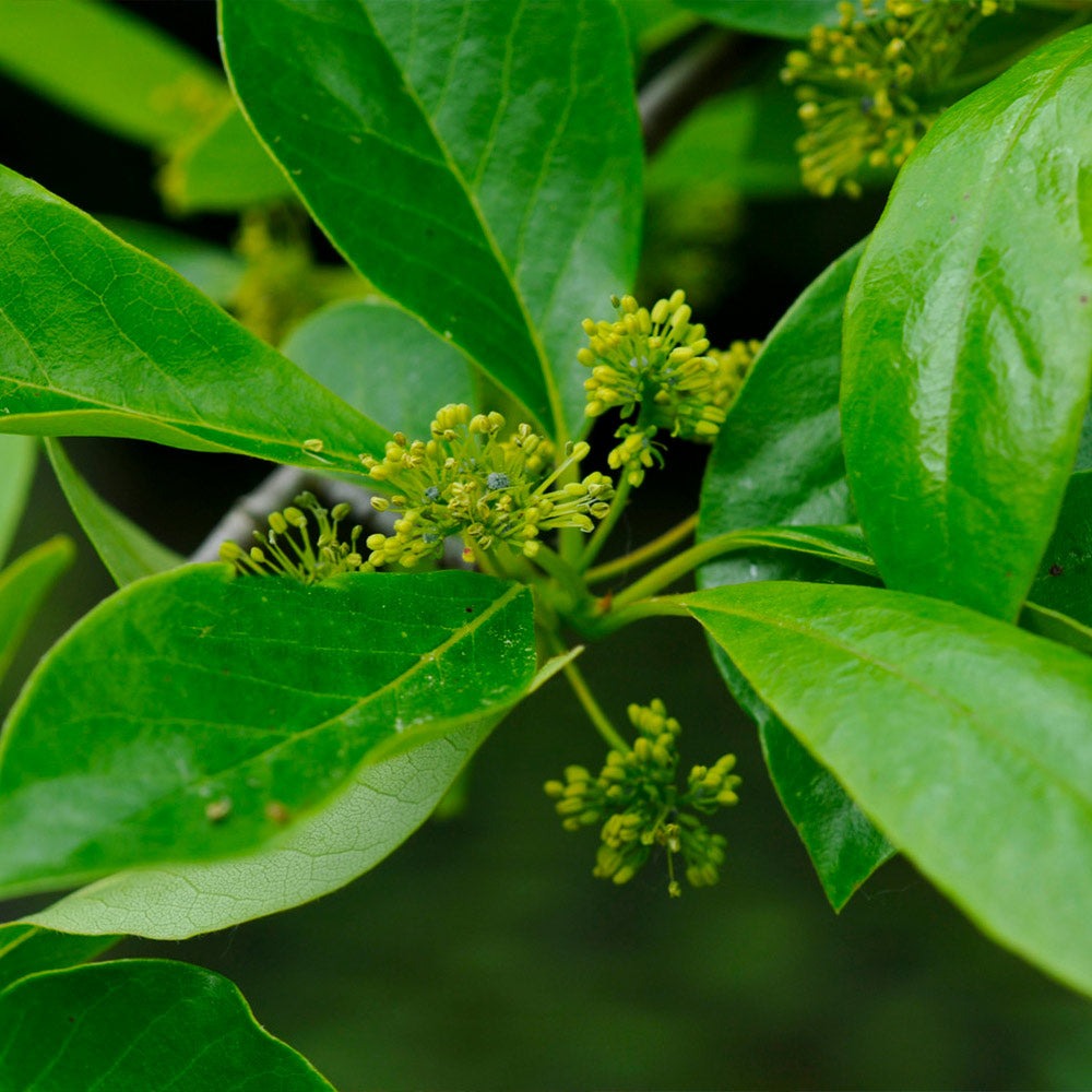 Green GableTM Tupelo (Black Gum Tree)