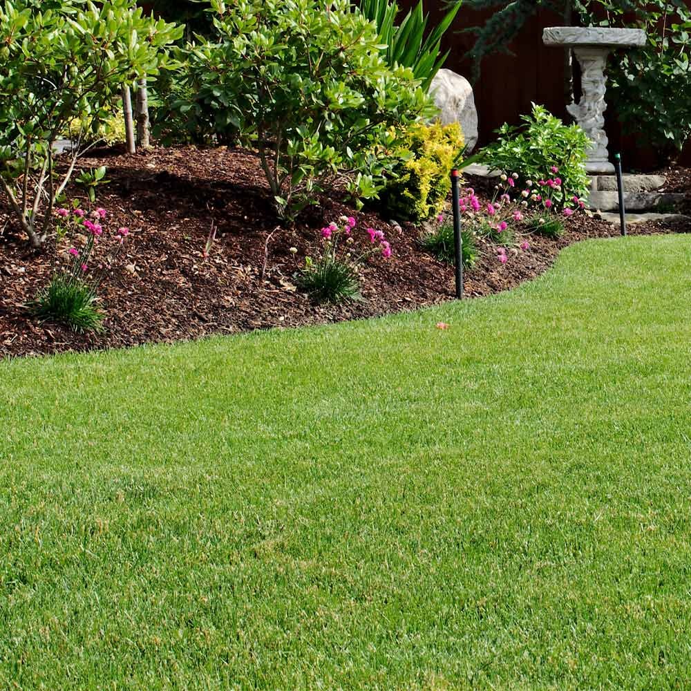 TurboTurfTM Tall Fescue Grass Seed