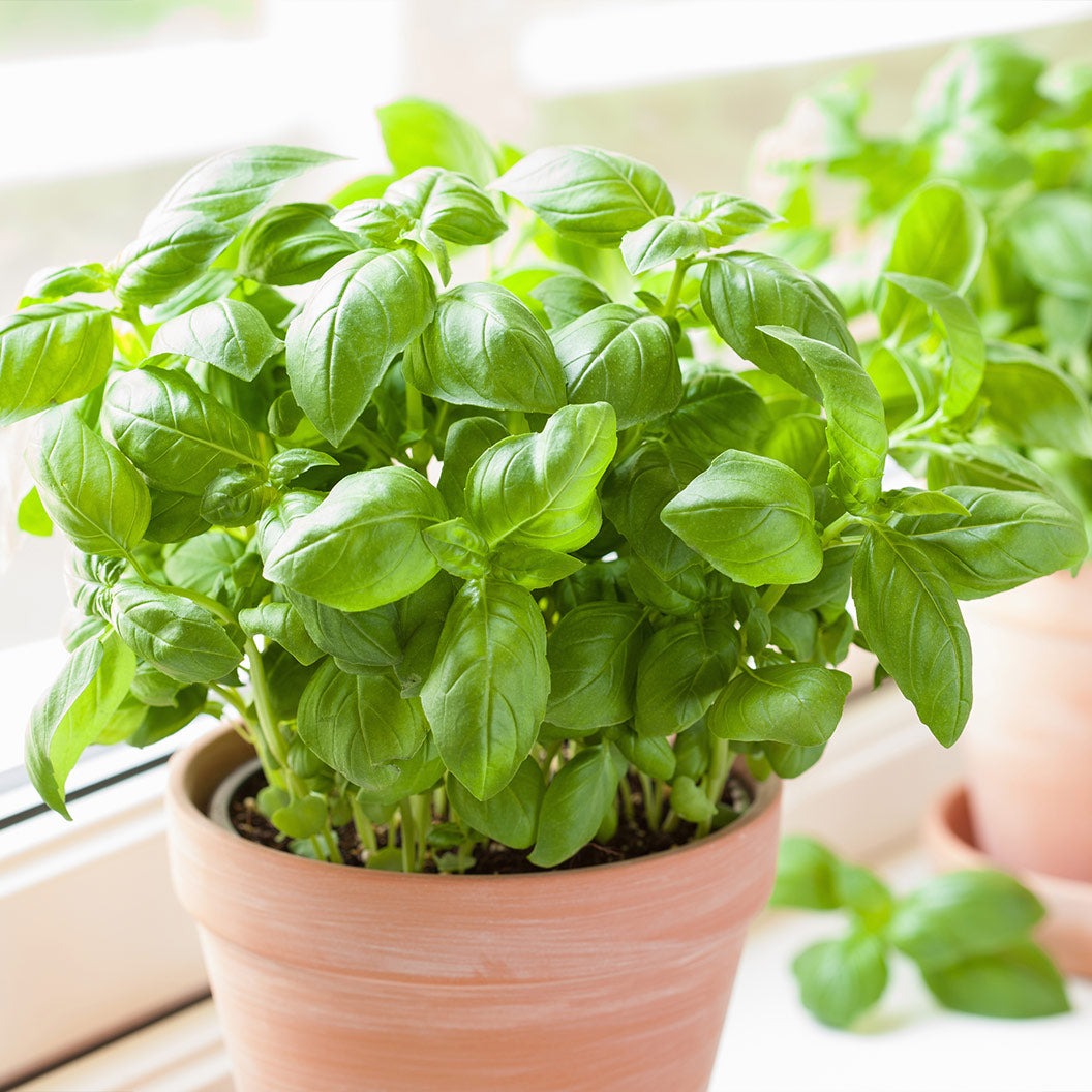 Sweet Basil Plant - USDA Organic
