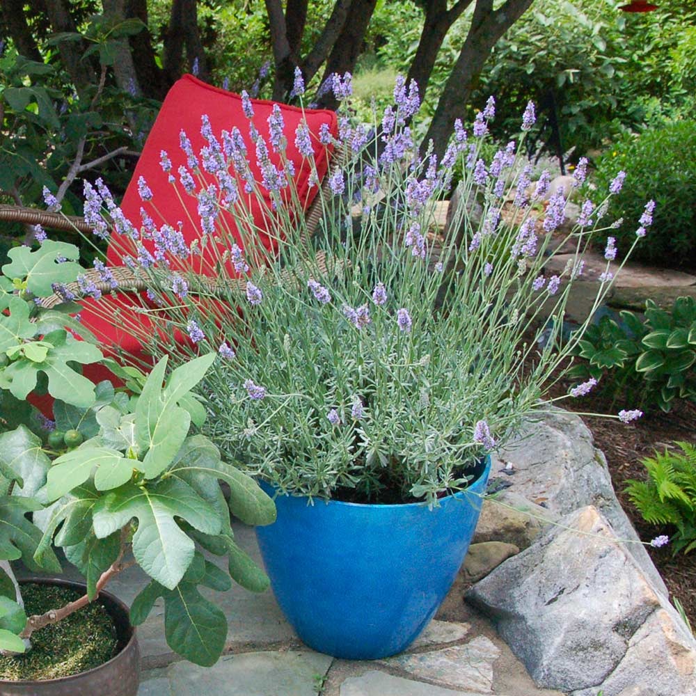 SensationalTM Lavender Plant