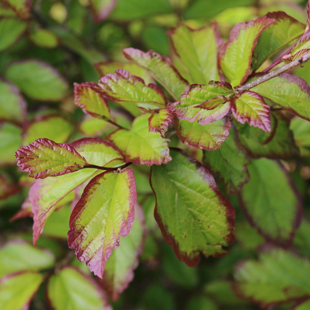 Persian SpireTM Parrotia