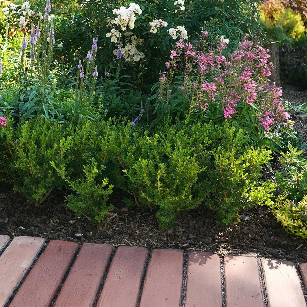 Better Boxwood® Babylon BeautyTM Shrub