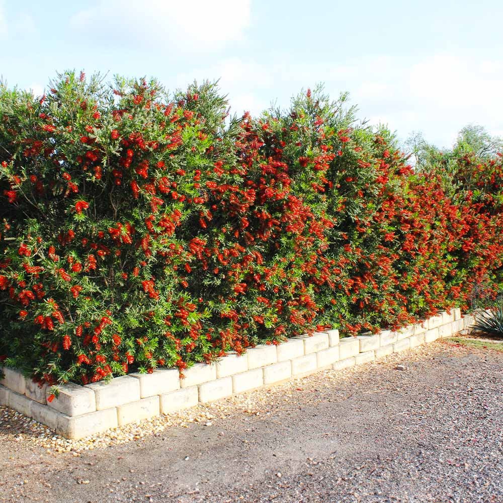 SlimTM Bottlebrush Shrub