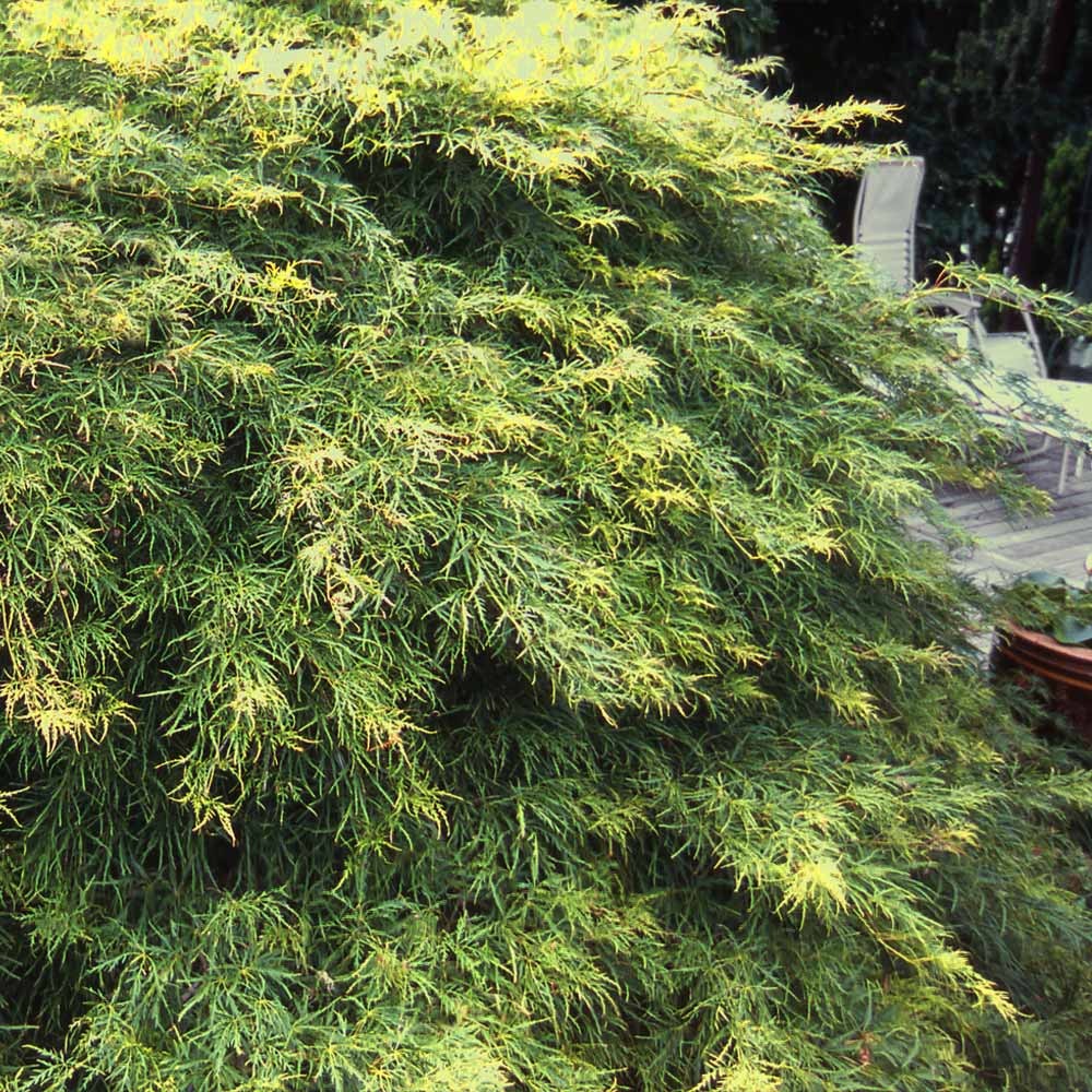 Waterfall Japanese Maple Tree