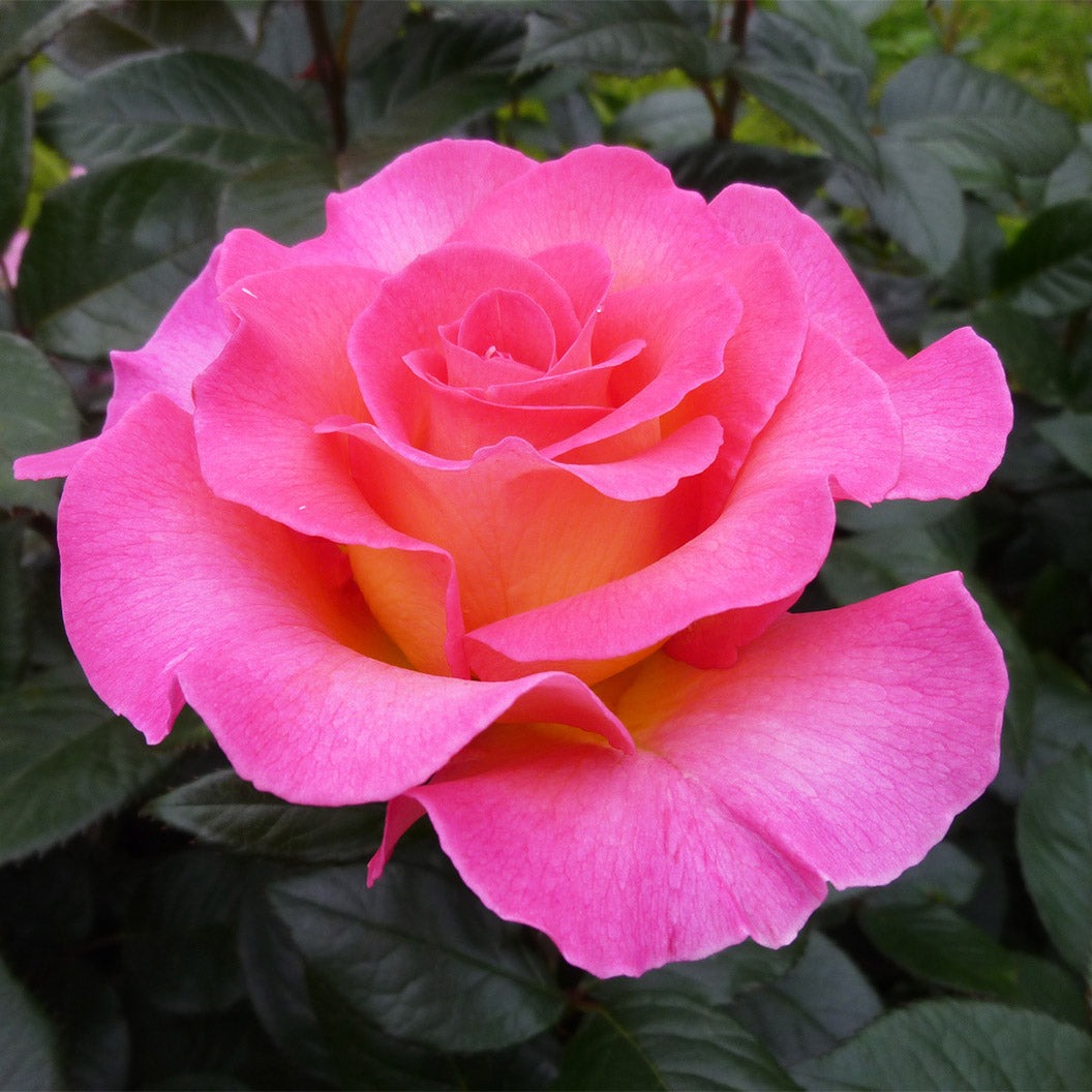 Julie AndrewsTM Hybrid Tea Rose