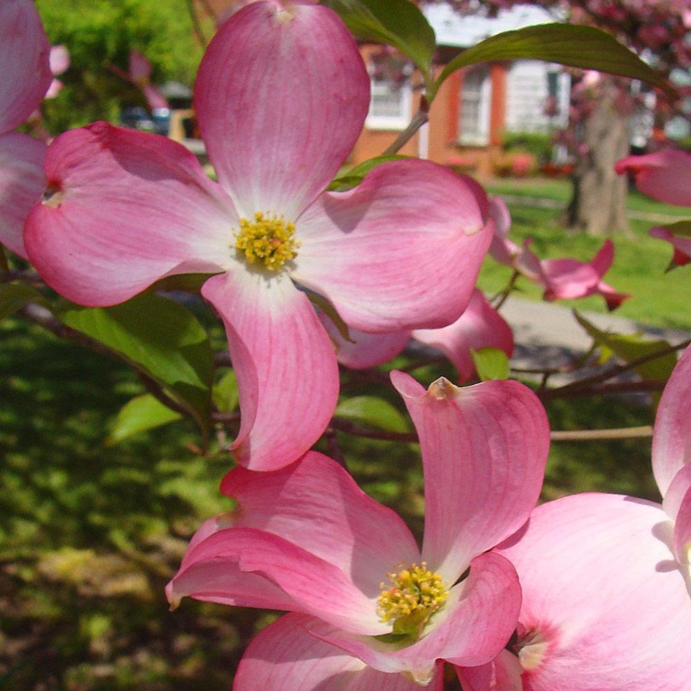 Pink Dogwood Tree